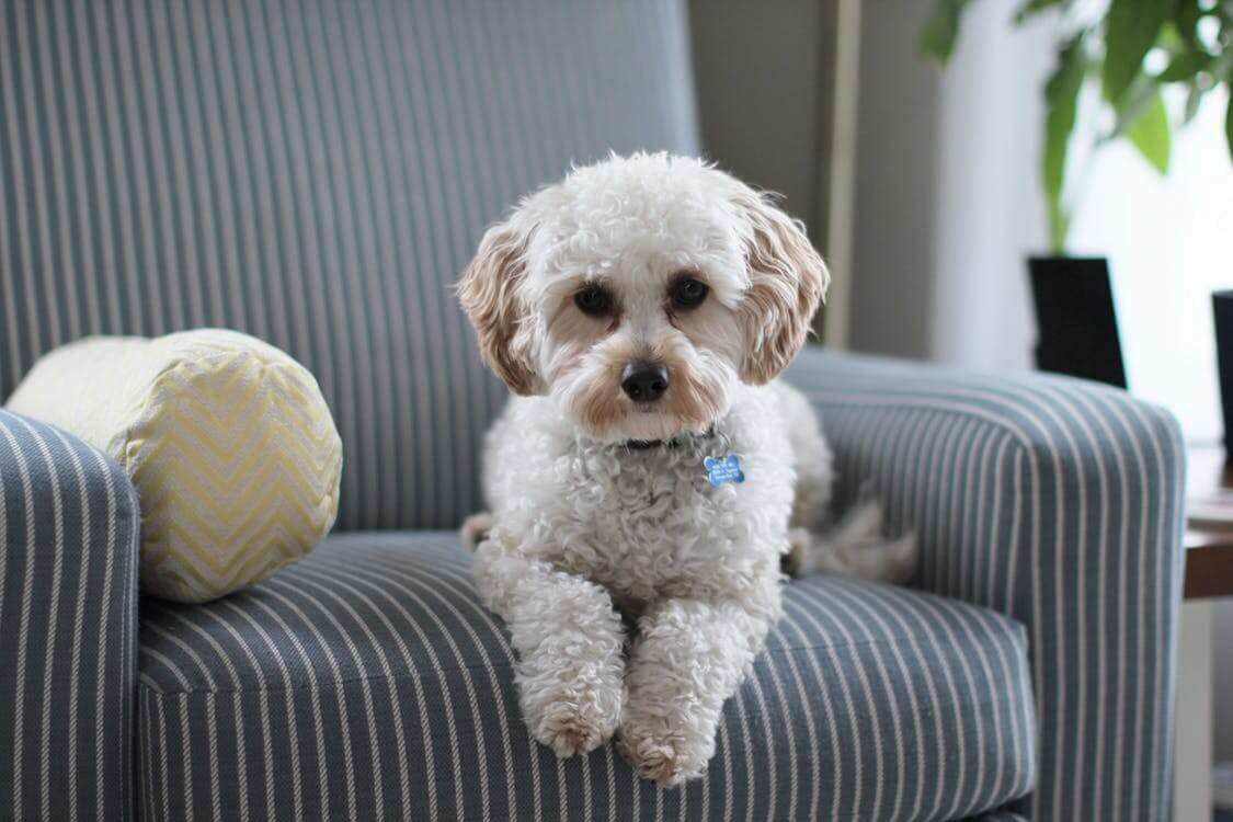 A cute white shih tzu dog lying on the sofa. Allergy Testing Las Vegas. airductcleaninglasvegas.com